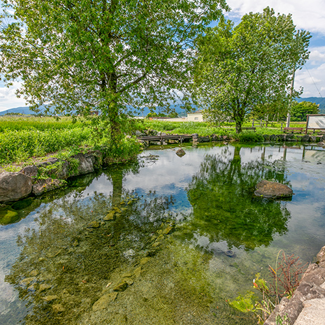 矢道町ハリヨの池広場