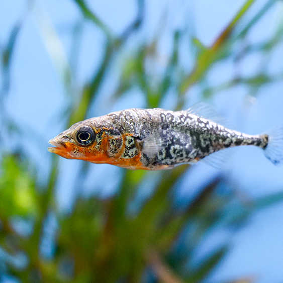 ハリヨ(婚姻色)